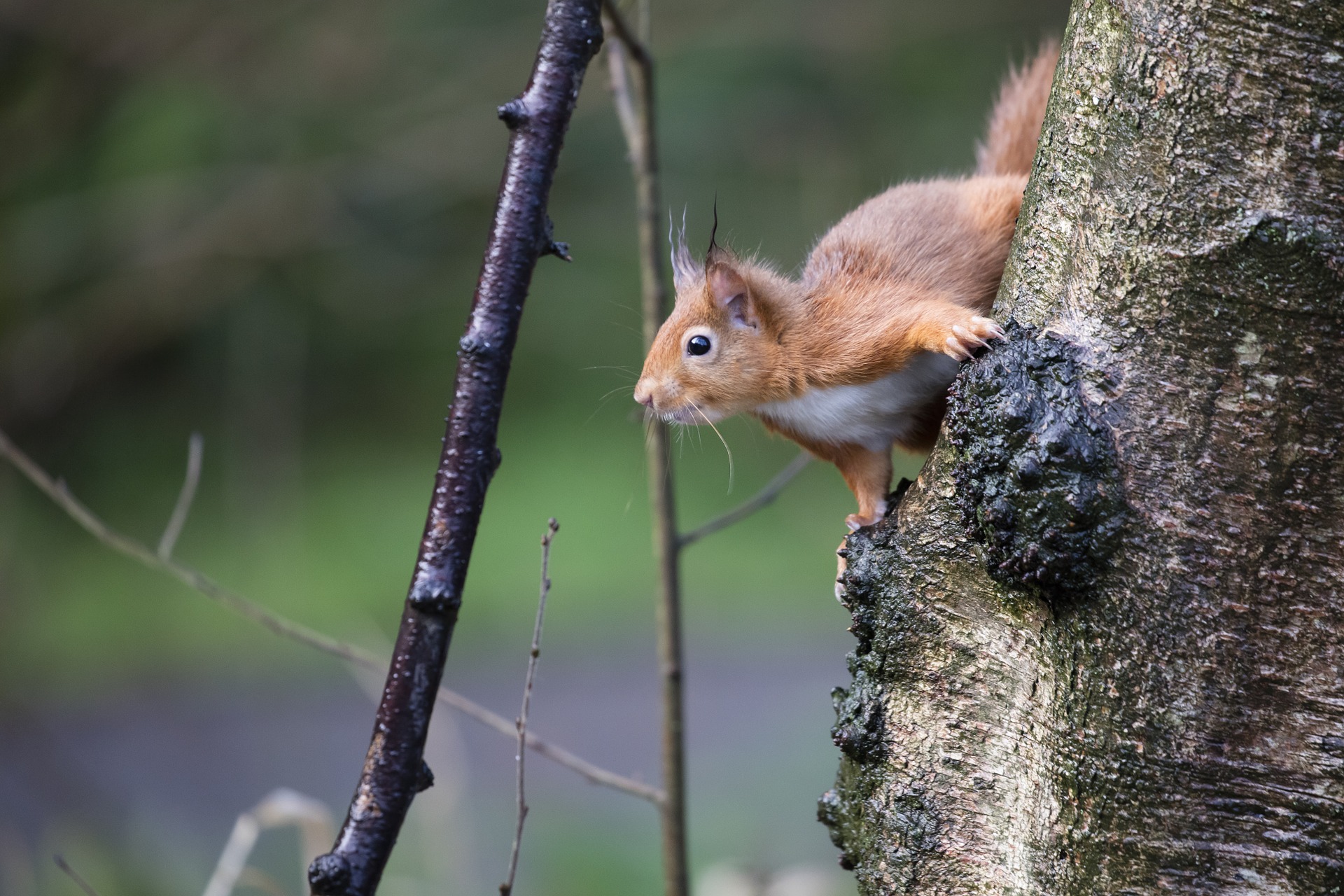 red squirrel