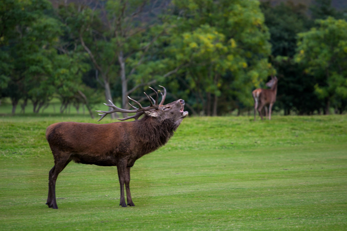 red deer