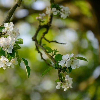 Image moyen fleur listing rebrand